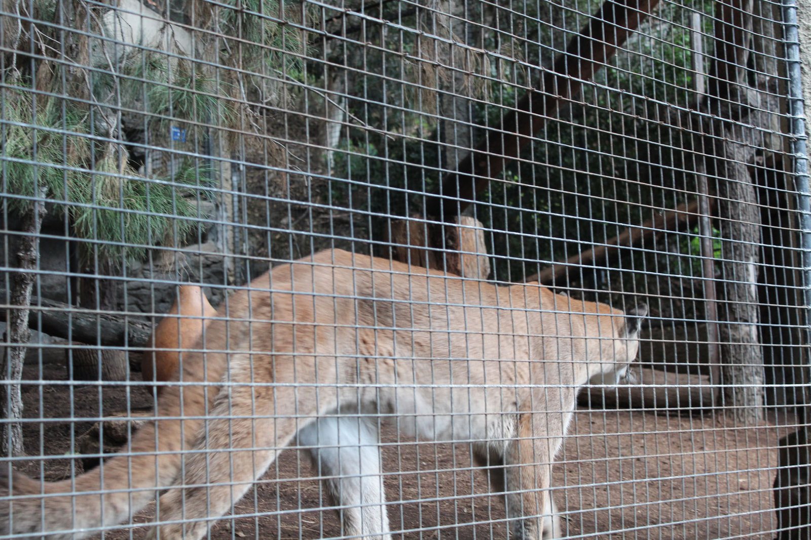 San Diego Zoo Part II 202